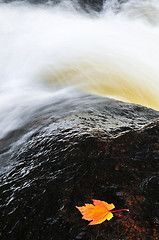 Image showing Leaf floating in river