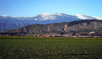 Image showing Strawberry Field