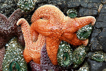 Image showing Starfish