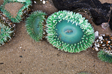 Image showing Sea Anemone
