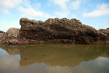 Image showing Rock with starfish