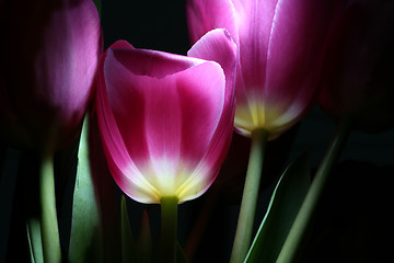 Image showing night tulips