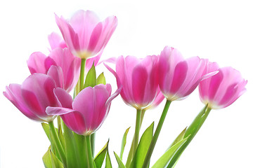 Image showing bouquet of the purple tulips