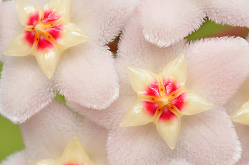 Image showing Hoya Flowers