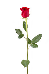 Image showing Long Stem Rose