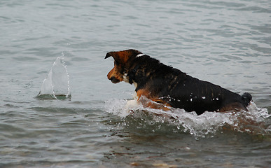Image showing Dog getting wet