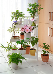 Image showing Flowers in interior