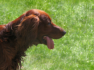 Image showing Smiling setter 