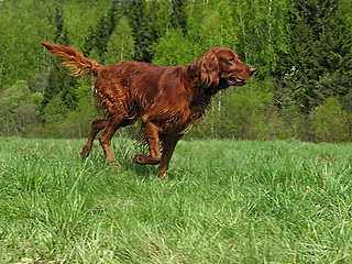 Image showing Running setter 