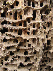 Image showing Holes in the wood 