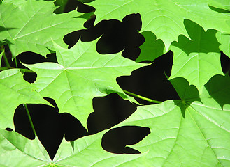 Image showing Green maple