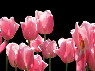 Image showing Pink tulips