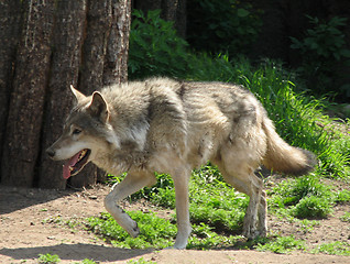 Image showing Wolf