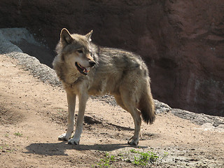 Image showing Wolf