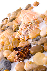 Image showing sea shells and pebble