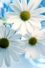 Image showing Daisies