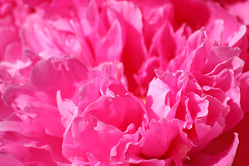 Image showing Peony petals