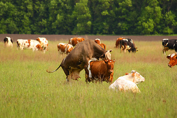 Image showing Mating behavior between two cows