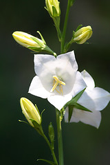 Image showing White bluebell