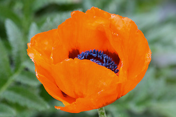 Image showing Orange poppy