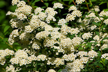 Image showing Meadowsweet