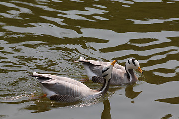 Image showing Ducks