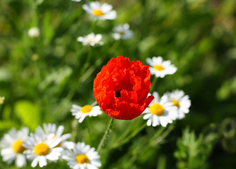 Image showing Red poppy