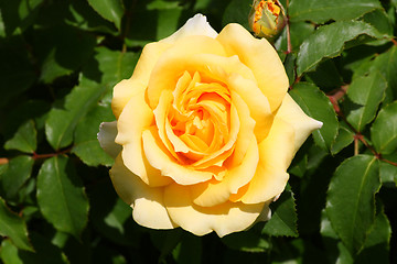 Image showing Yellow rose