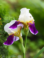 Image showing Two colors of the iris