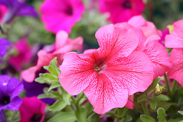 Image showing Blooming petunia