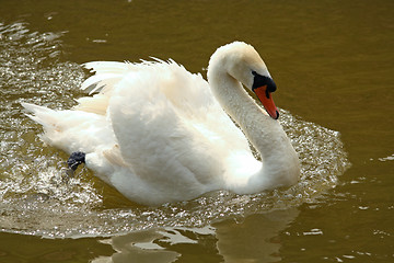 Image showing White swan