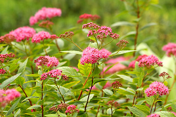 Image showing Spiraea japonic