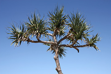 Image showing Cabbage tree palm