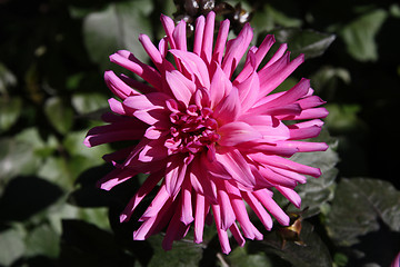 Image showing Dahlia