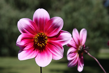 Image showing Dahlia