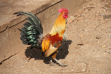 Image showing Rooster