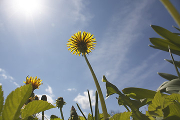 Image showing Dandelions on sky 