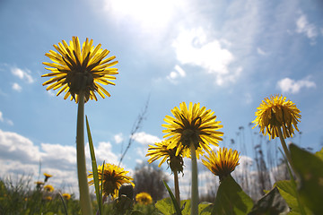 Image showing Dandelions on sky 