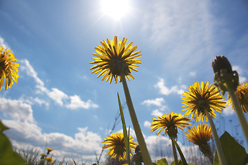 Image showing Dandelions on sky 