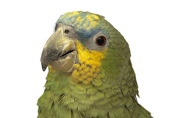 Image showing Portrait of parrot