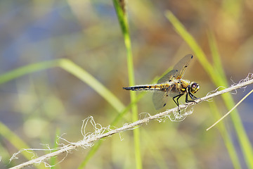 Image showing Dragonfly