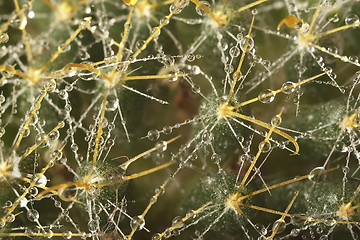 Image showing Cactus macro water drops