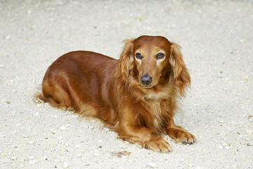 Image showing long haired dachsund