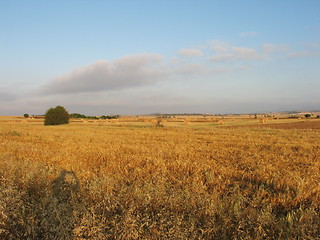 Image showing Grain fields. Cyprus