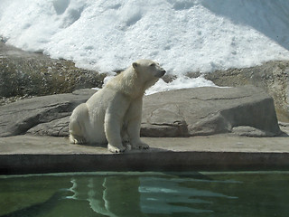 Image showing Polar bear