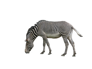 Image showing Zebra