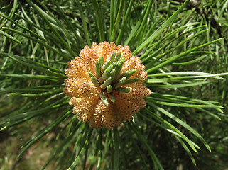 Image showing Flowering pine-tree 