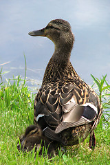 Image showing Duck with a duckling