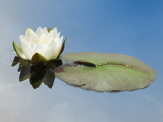 Image showing Water lily