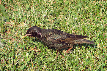 Image showing Starling 